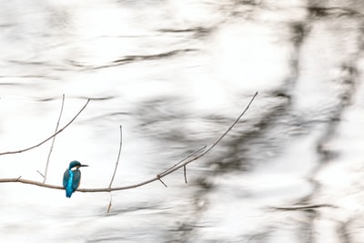 浅蓝色的鸟的照片集中在树枝
